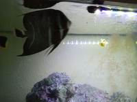 Large number of marine fish for sale, Angels butterflies and tangs