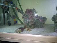 Large number of marine fish for sale, Angels butterflies and tangs