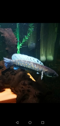 Jaguar Cichlid and Snakehead --- NEED GONE ASAP