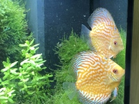 Two Discus for sale