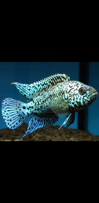 Wanted Electric blue Jack Dempsey