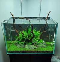 Aquarium Roots, Driftwoods Red Moore over 100 pieces available