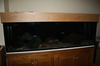 6x2x2 and a 5x2x2 tanks for sale