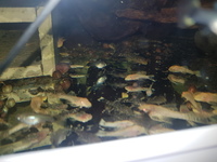 Bristlenose albino longfins albino short fins common short fins