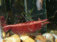 Red cherry shrimps and four young sterbai