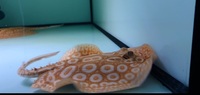 Top Stingrays UK