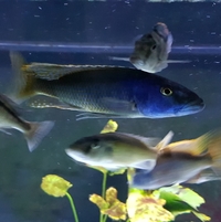 Malawi Trout / Buccochromis Notateania / Zimbabwe Rocks Suplhur Head juvies