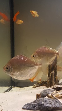 6 LARGE Silver Dollars + 2 Blue Marble Angelfish Medium