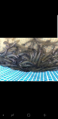 ARAPAIMA ARAPAIMA ARAPAIMA ARAPAIMA ARAPAIMA ARAPAIMA GIGAS