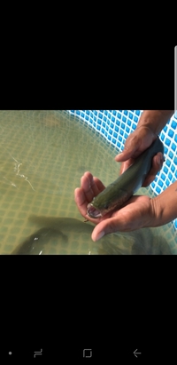 ARAPAIMA ARAPAIMA ARAPAIMA ARAPAIMA ARAPAIMA ARAPAIMA GIGAS