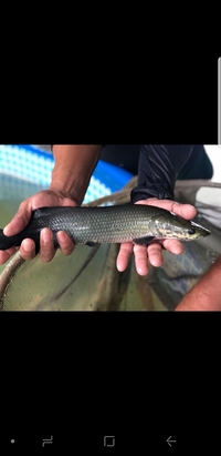 ARAPAIMA ARAPAIMA ARAPAIMA ARAPAIMA ARAPAIMA ARAPAIMA GIGAS