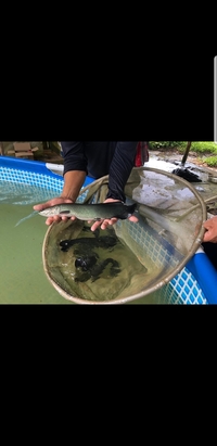 ARAPAIMA ARAPAIMA ARAPAIMA ARAPAIMA ARAPAIMA ARAPAIMA GIGAS