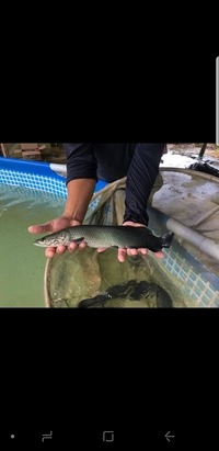 ARAPAIMA ARAPAIMA ARAPAIMA ARAPAIMA ARAPAIMA ARAPAIMA GIGAS