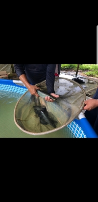 ARAPAIMA ARAPAIMA ARAPAIMA ARAPAIMA ARAPAIMA ARAPAIMA GIGAS