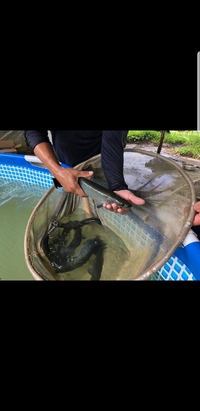 ARAPAIMA ARAPAIMA ARAPAIMA ARAPAIMA ARAPAIMA ARAPAIMA GIGAS