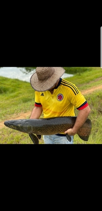 ARAPAIMA ARAPAIMA ARAPAIMA ARAPAIMA ARAPAIMA ARAPAIMA GIGAS