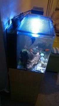 Aqua one 100Ltr setup £100 ONO