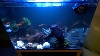 Aqua one 100Ltr setup £100 ONO