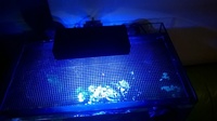 Aqua one 100Ltr setup £100 ONO