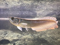 Silver Arowana fish