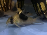 Corydoras CW51 for sale 4-5cm in size