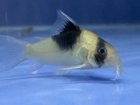 Corydoras CW51 for sale 4-5cm in size