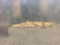 13 BICHIRS + LUNGFISH + PLATINUM LONGFIN BICHIR