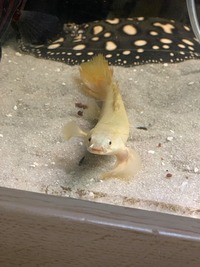 13 BICHIRS + LUNGFISH + PLATINUM LONGFIN BICHIR