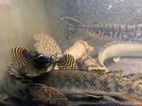 13 BICHIRS + LUNGFISH + PLATINUM LONGFIN BICHIR