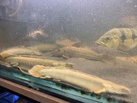 13 BICHIRS + LUNGFISH + PLATINUM LONGFIN BICHIR