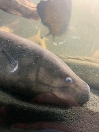 13 BICHIRS + LUNGFISH + PLATINUM LONGFIN BICHIR