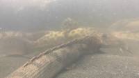13 BICHIRS + LUNGFISH + PLATINUM LONGFIN BICHIR