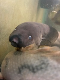 13 BICHIRS + LUNGFISH + PLATINUM LONGFIN BICHIR