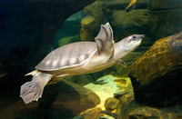 SIMS TROPICAL FISH - BABY FLY RIVER TURTLES WITH PAPERWORK LAST ONE