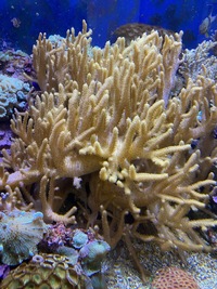 Marine livestock and rock (fiji) and coral for sale