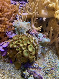 Marine livestock and rock (fiji) and coral for sale