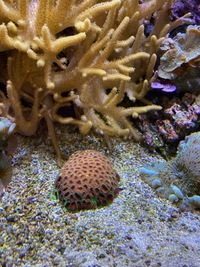 Marine livestock and rock (fiji) and coral for sale