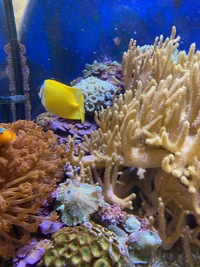 Marine livestock and rock (fiji) and coral for sale