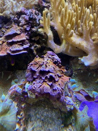 Marine livestock and rock (fiji) and coral for sale