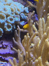 Marine livestock and rock (fiji) and coral for sale
