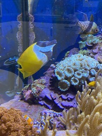 Marine livestock and rock (fiji) and coral for sale