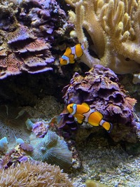 Marine livestock and rock (fiji) and coral for sale