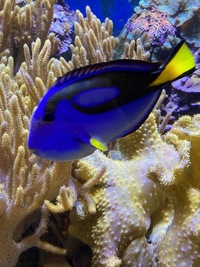 Marine livestock and rock (fiji) and coral for sale