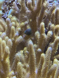 Marine livestock and rock (fiji) and coral for sale