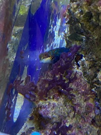 Marine livestock and rock (fiji) and coral for sale