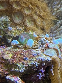 Marine livestock and rock (fiji) and coral for sale