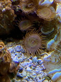 Marine livestock and rock (fiji) and coral for sale
