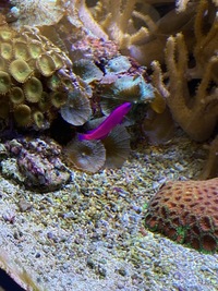 Marine livestock and rock (fiji) and coral for sale