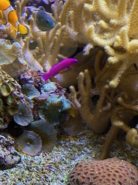 Marine livestock and rock (fiji) and coral for sale