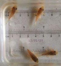 Red cherry shrimps and four young sterbai